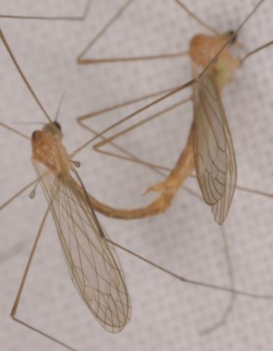 Dicranomyia modesta